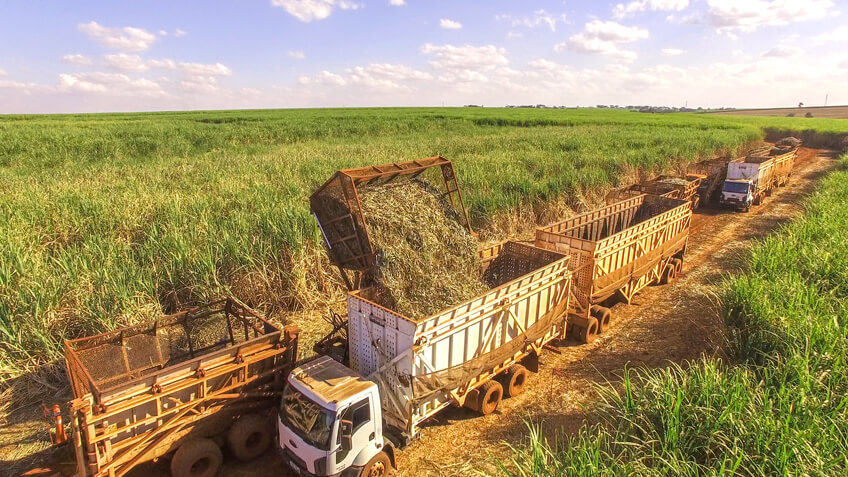 Sugarcane harvesting